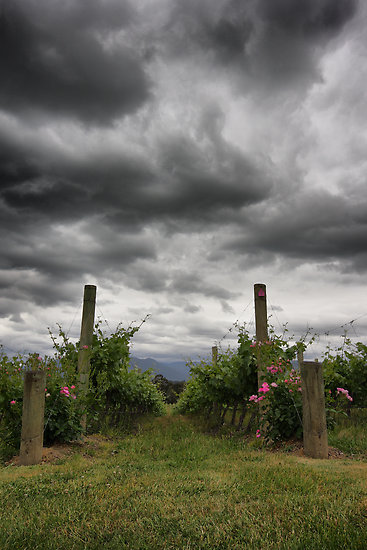 the-guidance-of-roses