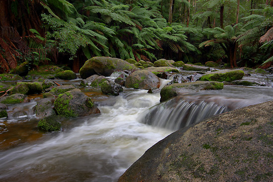 dance-of-the-silken-white