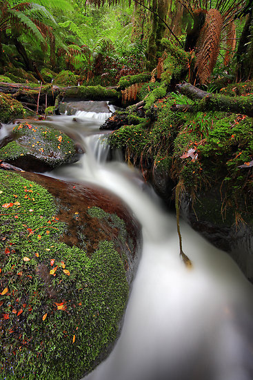 paradise-gully-cement-creek