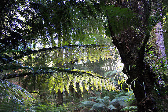 the-kiss-of-the-morning-light