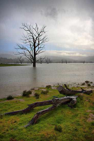 voice-of-the-ondine-bonnie-doon