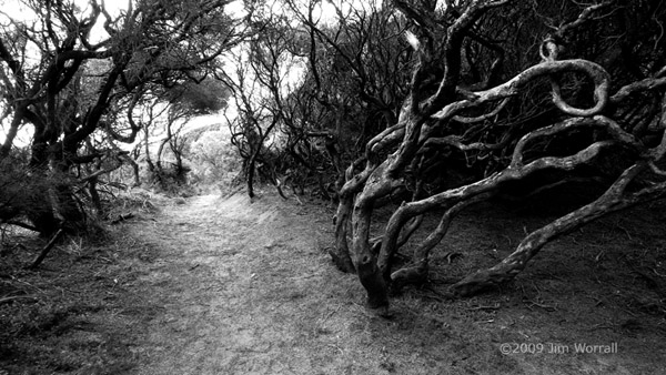 P1010155_bw_small_watermarked