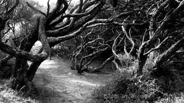 P1010156_bw_small_watermarked