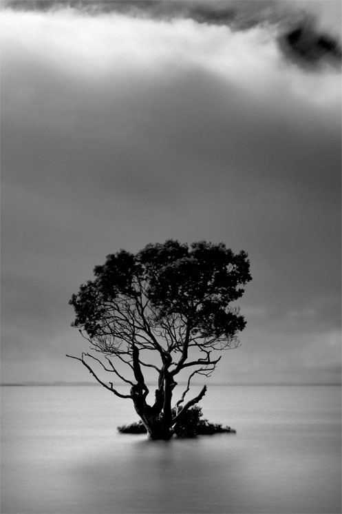 Mangrove tree, Westernport Bay, Jim Worrall