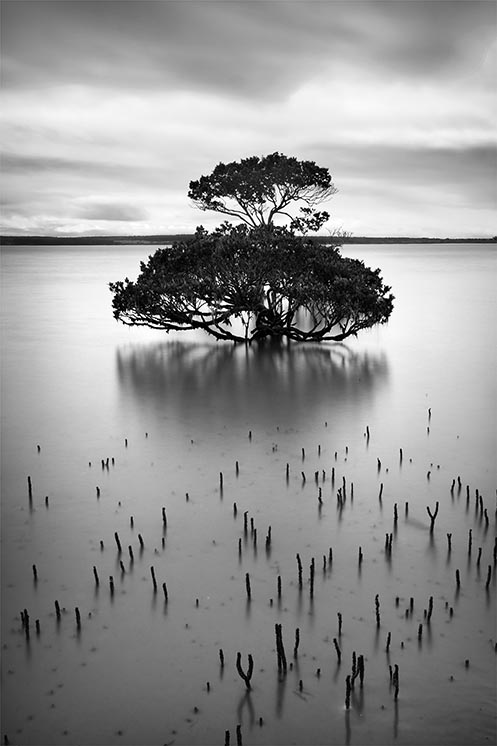Mangrove tree, Westernport Bay, Jim Worrall