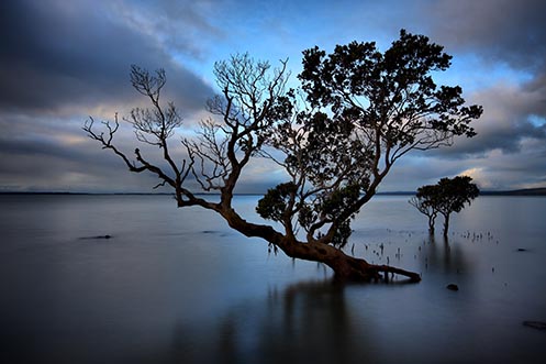 Mangrove tree, Westernport Bay, Jim Worrall