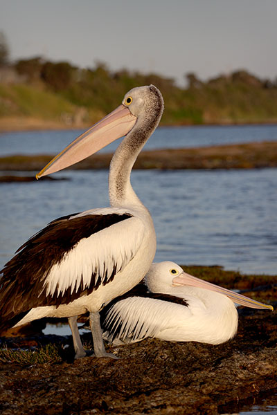 Pelicans - Ricketts Point - Beaumaris - beach - Jim Worrall Pelicans - Ricketts Point - Beaumaris - beach - Jim Worrall