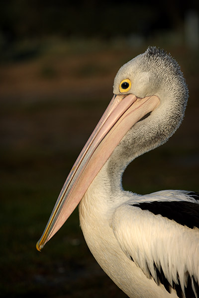 Pelican - Ricketts Point - Beaumaris - beach - Jim Worrall Pelican - Ricketts Point - Beaumaris - beach - Jim Worrall