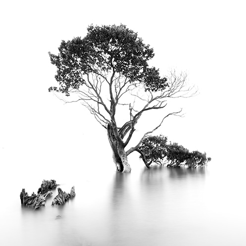 Sweet Survivor - Jim Worrall - Tenby Point - Westernport Bay - Australia