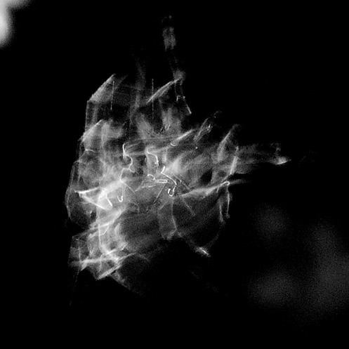 orb2 - Orb-weaver spider movement - Jim Worrall