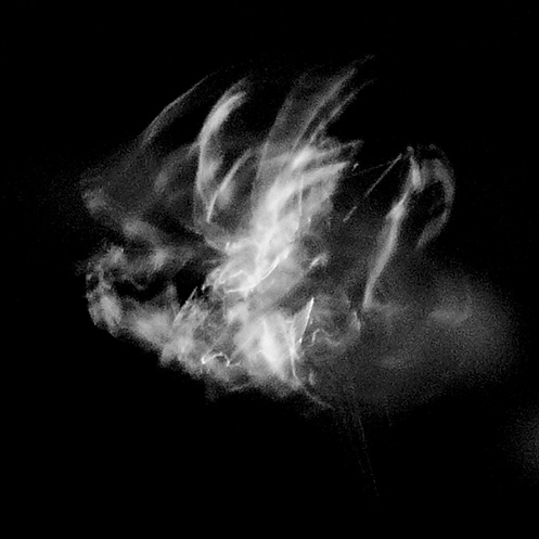 orb4 - Orb-weaver spider movement - Jim Worrall