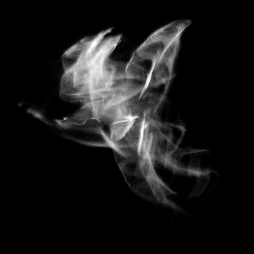 orb5 - Orb-weaver spider movement - Jim Worrall