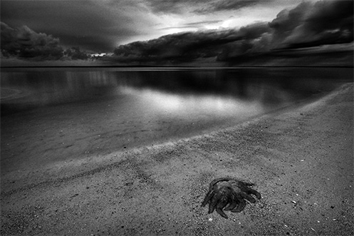 Mortality - Jim Worrall - Grantville - jellyfish Mortality - Jim Worrall - Grantville - jellyfish