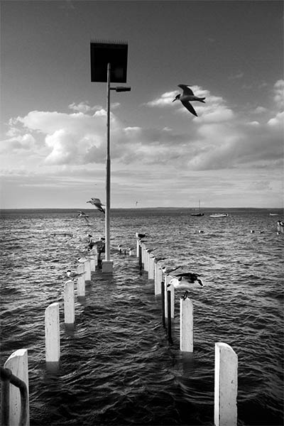 The Living Jetty - Jim Worrall - Corinella - Australia