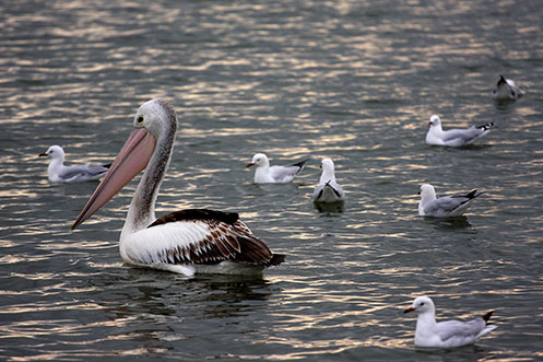 Warneet - pelican - Jim Worrall