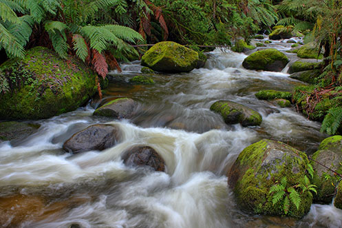 The Run of the Rain - Toorongo River - Jim Worrall - Noojee - Australia