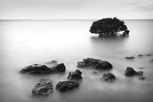The Fossicker's Harvest - Tenby Point - Jim Worrall - mangrove - Australia