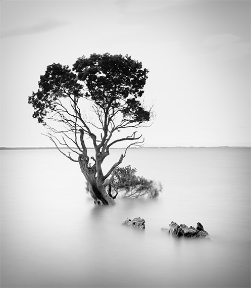 Tenby Landmark - Tenby Point - Jim Worrall - mangrove - Australia