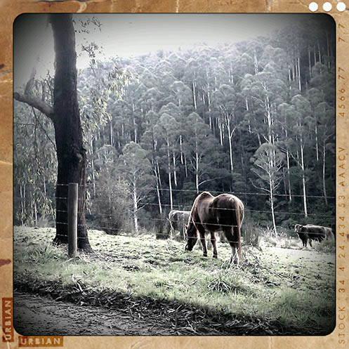 Along the Toorongo Valley Road - Jim Worrall - Noojee