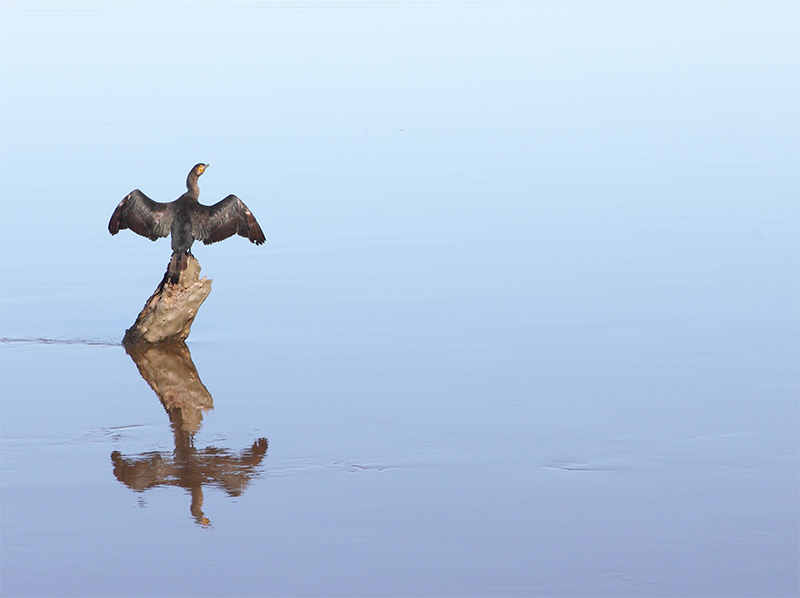 Metung - Lake King - Cormorant - Jim Worrall