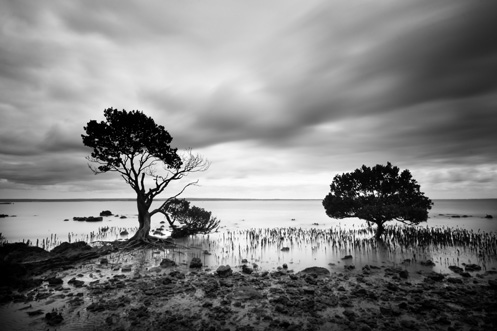 Tenby Point - mangroves - Jim Worrall - Western Port Bay - ND400 - long exposure