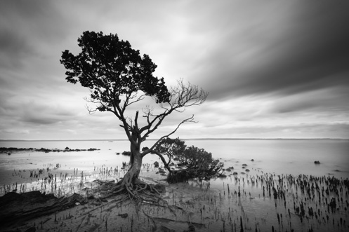 Tenby Point - mangrove -Jim Worrall - Western Port Bay - ND400 - long exposure