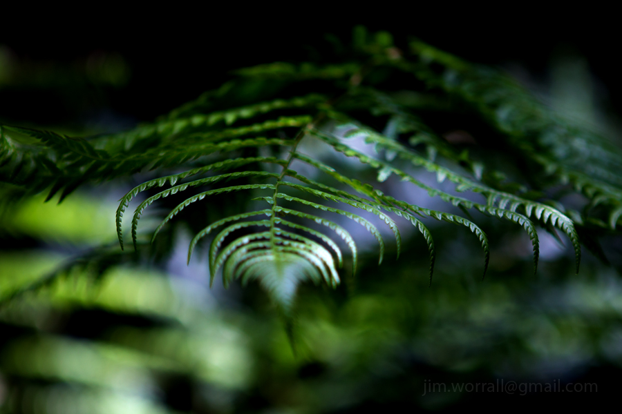 Ferns in dappled sunlight - Olinda- Jim Worrall - Dandenong Ranges - Australia