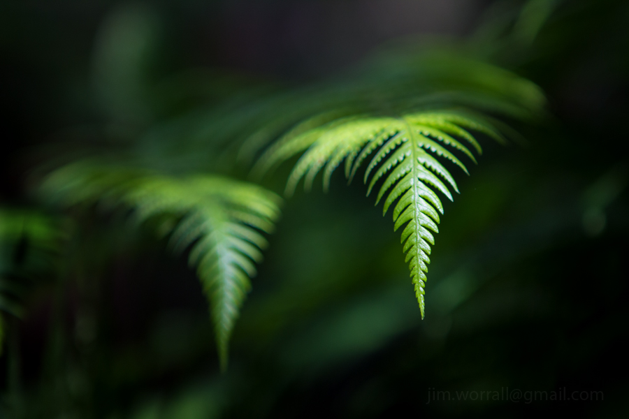 Olinda ferns - Jim Worrall - Dandenong Ranges - Australia