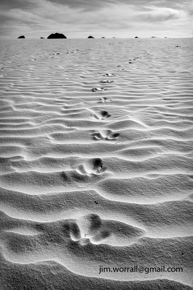 Jim Worrall sand dunes kangaroo paw prints tracks desert