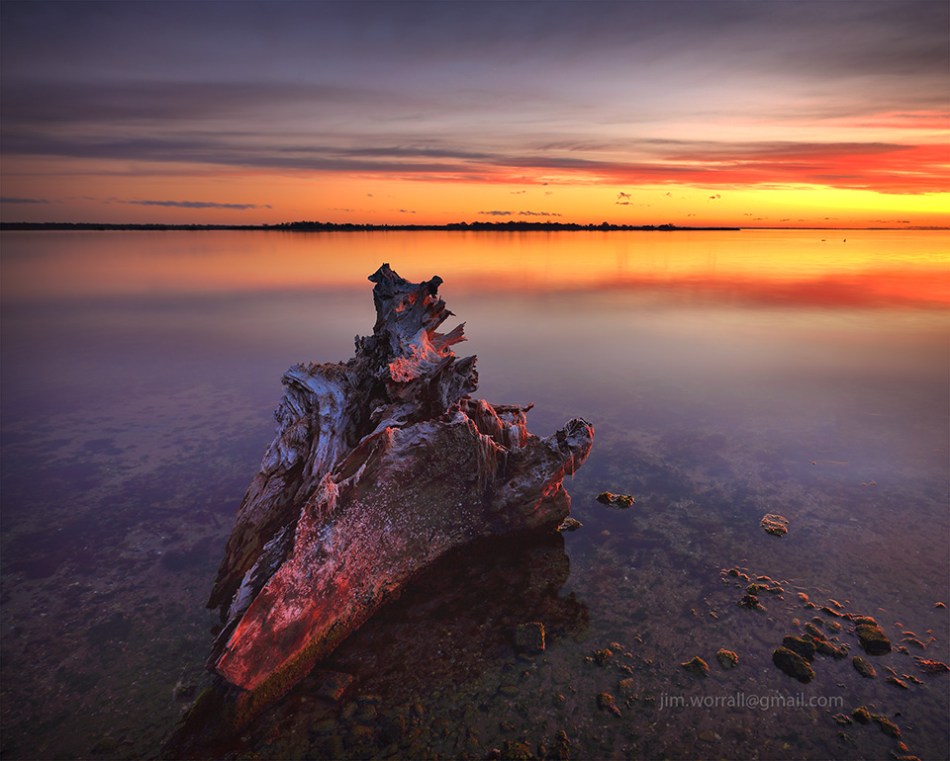 Metung, sunset, tree, remnants, log, shoreline, beach